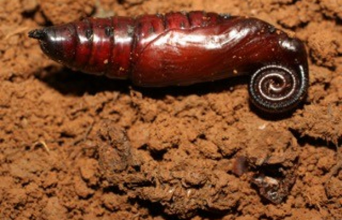 Fig. 11. Pupa de <i>Amphimoea walkeri</i> (Sphingidae), 71mm de longitud, vista lateral. Voucher: 08-SRNP-41929-DHJ449566.jpg.