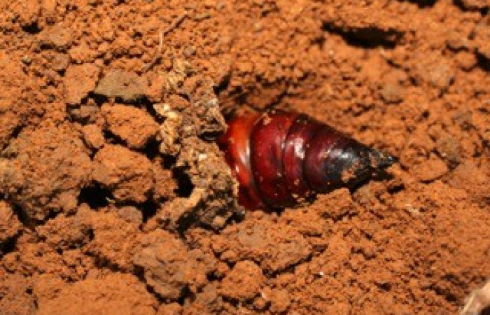 Fig. 12. Pupa de <i>Amphimoea walkeri</i> (Sphingidae) 71mm de longitud, vista lateral. Voucher: 08-SRNP-41951-DHJ449567.jpg.