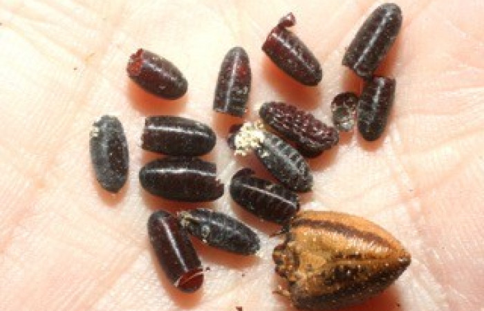 Fig. 13. Puparios de Tachinidae <i>Drino sp</i> parásitos de pupa de <i>Amphimoea walkeri</i> (Sphingidae) y vista de la muda de la cabeza de la larva. Voucher: 08-SRNP-41825-DHJ453521.jpg.