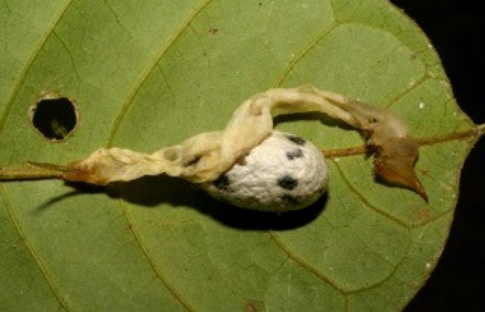 Fig. 14. Capullo de Ichneumonidae <i>Cryptophion sp</i> parásito de larvas de <i>Amphimoea walkeri</i> (Sphingidae) en tercer estadío, 35mm de longitud. Voucher: 06-SRNP-43834-DHJ417371.jpg.