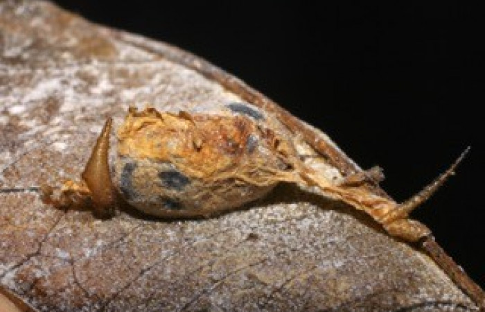 Fig. 15. Capullo de Ichneumonidae <i>Cryptophion sp</i> parásito de larvas de <i>Amphimoea walkeri</i> (Sphingidae) en tercer estadío. Voucher: 04-SRNP-41953-DHJ429521.jpg.