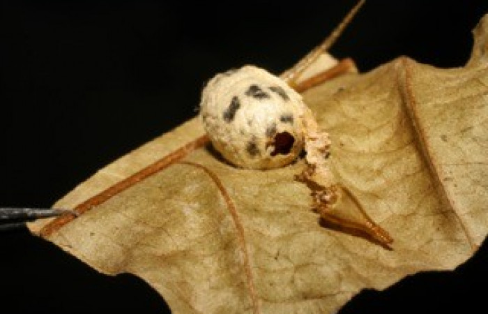 Fig. 16. Capullo de Ichneumonidae <i>Cryptophion sp</i> parásito de larvas de <i>Amphimoea walkeri</i> (Sphingidae) en tercer estadío. Voucher: 04-SRNP-42748-DHJ423951.jpg.