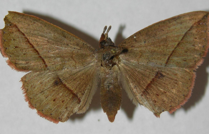 Fig.1. Hembra de <i>Gorgone fellearis</i> en posición dorsal. Voucher :13-SRNP-68992-DHJ597338.jpg.