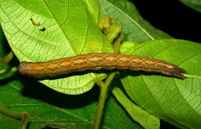 Fig.10. Larva de <i>Gorgone fellearis</i> en posición dorsal. Voucher : 06-SRNP-22636-DHJ424815.jpg.