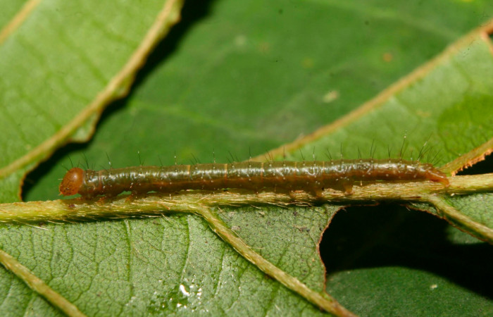 Fig.11. Larva de <i>Gorgone</i> augustaDHJ02. Voucher :14-SRNP-70342-DHJ703936.jpg.