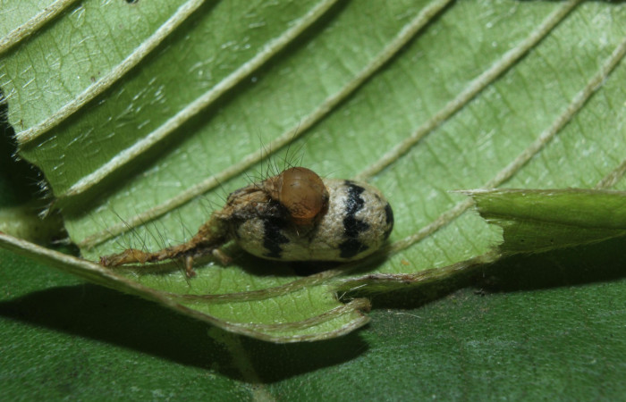 Fig.12. Capullo Microcharops tibialisDHJ20 de la familia ((Ichneumonidae), parásito de larva <i>Gorgone</i> augustaDHJ02 ). Voucher : 14-SRNP-71813-DHJ726125.jpg.