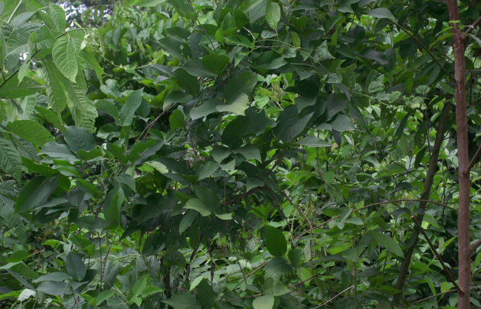 Fig.15. Planta hospedera de <i>Gorgone fellearis</i>, <i>Vigna adenantha</i>.