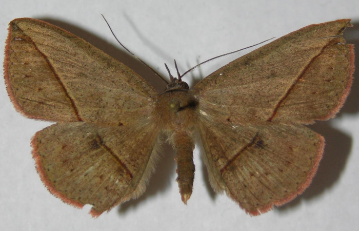 Fig.2. Macho de <i>Gorgone fellearis</i> en posición dorsal. Voucher : 13-SRNP-68995-DHJ597340.jpg.