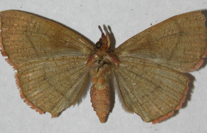 Fig.3. Hembra de <i>Gorgone fellearis</i> en posición ventral. Voucher : 13-SRNP-68992-DHJ597339.jpg.
