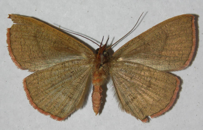 Fig.4. Macho de <i>Gorgone fellearis</i> en posición ventral. Voucher : 13-SRNP-68995-DHJ597341.jpg.