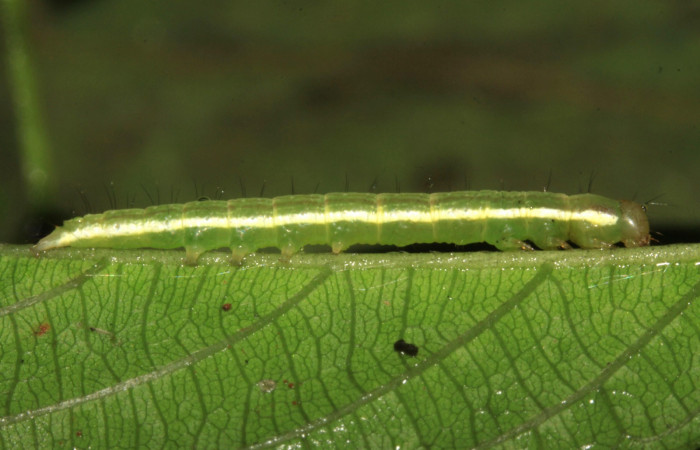 Fig.6. Larva de <i>Gorgone fellearis</i>. Voucher :15-SRNP-30392-DHJ721739.jpg.