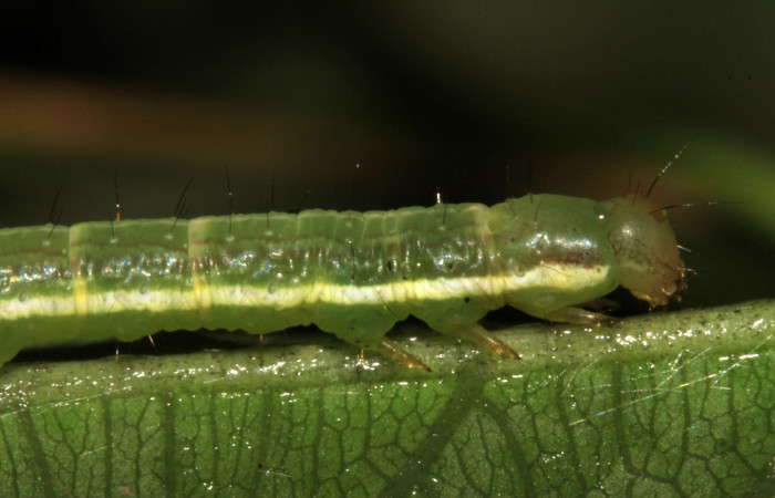 Fig.7. Mostrando cabeza en posición lateral de`<i>Gorgone fellearis</i>. Voucher : 15-SRNP-30392-DHJ721742.jpg.