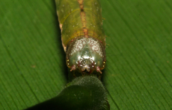 Fig.9. Mostrando cabeza en posición frontal de <i>Gorgone fellearis</i>. Voucher : 18-SRNP-32113-DHJ748389.jpg.