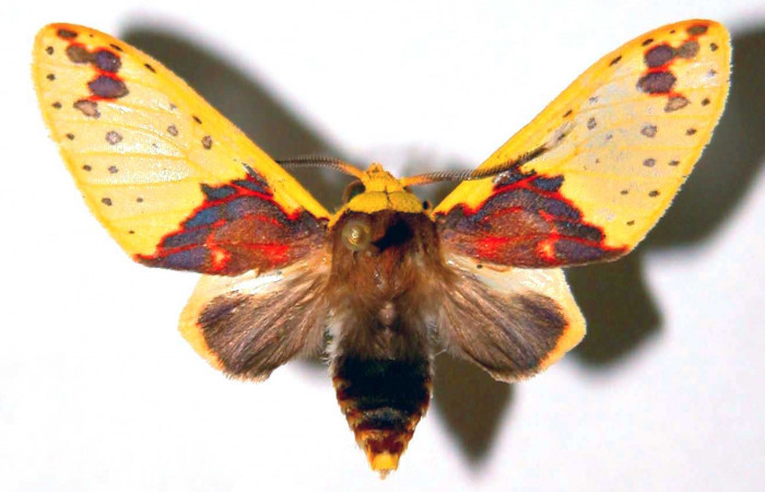 Fig. 3 Parte dorsal del macho <i>Amaxia apyga</i> (Erebidae). (99-SRNP-16504-DHJ38384).
