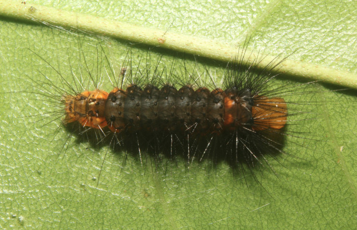Fig. 5 Penúltimo estadio de la oruga <i>Amaxia apyga</i> (Erebidae) sobre <i>Pouteria viridis</i> (Sapotaceae). (18-SRNP-70551-DHJ741890).