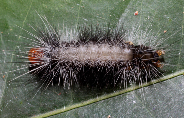 Fig. 6 Último estadio de <i>Amaxia apyga</i> (Erebidae) sobre <i>Pouteria reticulata</i> (Sapotaceae). (16-SRNP-65515-DHJ488303).