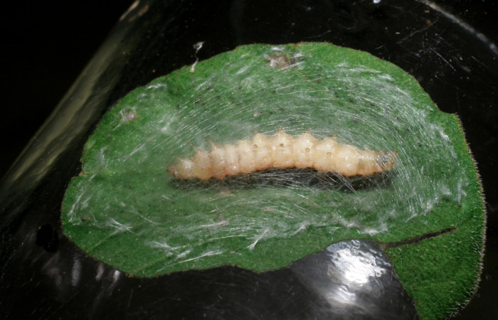 Fig.12 observa prepupa <i>Rhectocraspeda periusalis,[i/] (Crambidae) con las propatas hacia arriba hizo prepupa, 13 enero 2009, Sector San Cristobal, Rio Blanco Abajo mide 20mm, 500mts, (09-SRNP-125-DHJ450158.jpg.).