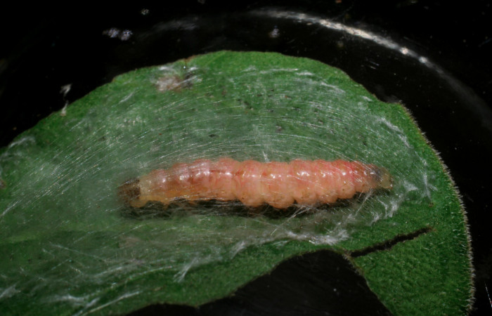 Fig.13 observa vista dorsal <i>Rhectocraspeda periusalis</i>, (Crambidae) con las propatas hacia arriba hizo prepupa, 13 enero 2009, Sector San Cristobal, Rio Blanco Abajo mide 20mm, 500mts, (09-SRNP-125-DHJ450159.jpg)