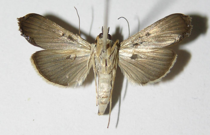 Fig 2 Vista Ventral macho <i>Rhectocraspeda periusalis</i> (Crambidae) eclosionó 08 Octubre 2004, Sector Del Oro, Meteorologico, 590mts. 04-SRNP-24647-DHJ335851.jpg.