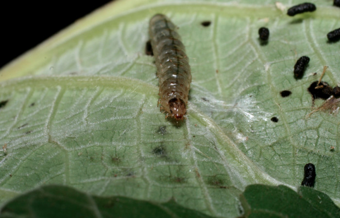 Fig.7 Vista frontal, <i>Rhectocraspeda periusalis</i> (Crambidae). Se colectó 29 de Abril 2009 Sector Santa Maria, Sendero Canal, mide 22mm, 799mts. (09-SRNP-56066-DHJ460045.jpg.).