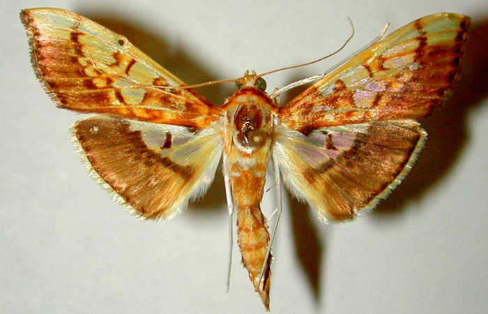 Fig.1 Adulto <i>Micromartinia mnemusalis</i>, mostrando la parte dorsal.Voucher:99-SRNP-9745-DHJ33402.