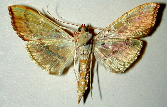 Fig.2 Adulto <i>Micromartinia mnemusalis</i>, mostrando la parte ventral.Voucher: 99-SRNP-9745-DHJ33403.