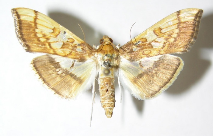 Fig.3 Adulto <i>Micromartinia mnemusalis</i>, mostrando la parte dorsal.Voucher:03-SRNP-12813-DHJ345914.