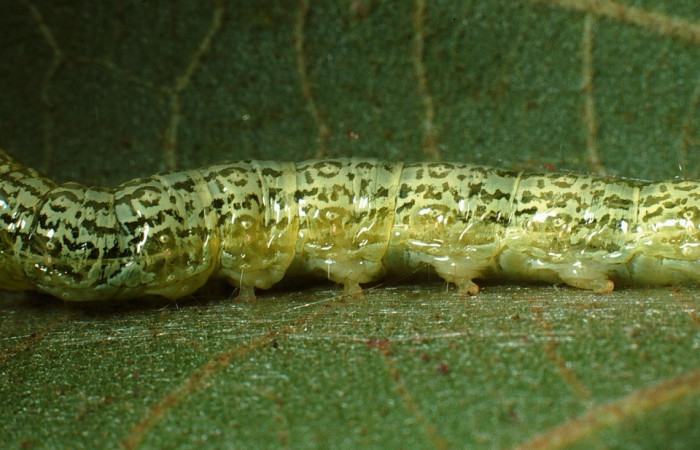 Fig. 5 Larva <i>Micromartinia mnemusalis</i>, mostrando la parte lateral entero. Voucher: 03-SRNP-12700-DHJ76187.jpg.