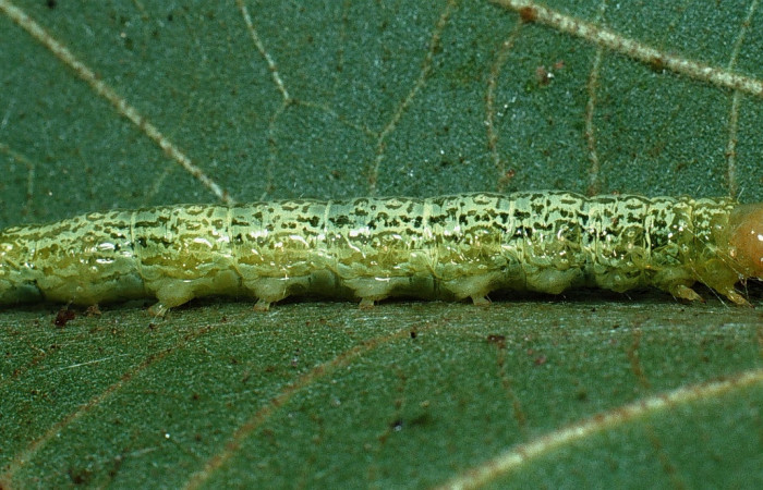Fig. 8 Larva <i>Micromartinia mnemusalis</i>, mostrando la parte lateral entero. Voucher: 03-SRNP-12700-DHJ76199.jpg.