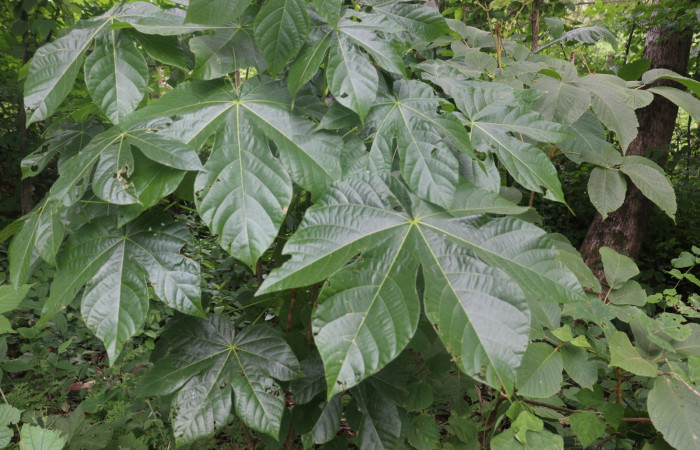 Fig.9 Planta <i>Sterculia apetala</i> (Malvaceae), hospedera de la <i>Micromartinia mnemusalis</i>,(Crambidae), Sector Mundo Nuevo, Sector Horizontes. Foto  Elieth Cantillano 15 Julio 2019.