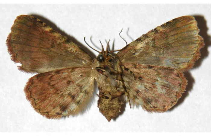 Figura 16. Adulto de <i>Metalectra</i> Poole10DHJ01 (Erebidae). Vista ventral, 27 mm de longitud. Voucher: 01-SRNP-7373-DHJ321939jpg.
