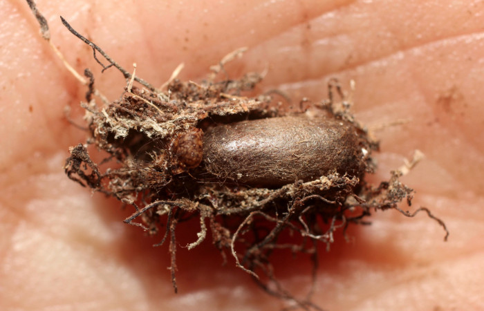 Figura 11. Momia larva <i>Metalectra</i> Poole10. Capullo del parásito de la familia Ichneumonidae, Dusona INB-607. Vista dorsal. Foto 27 Octubre 2013. Voucher: 10-SRNP-72472-DHJ498401.jpg.