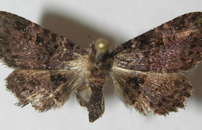 Figura 13. Adulto de <i>Metalectra</i> Poole10DHJ02 (Erebidae). Vista dorsal, 21 mm de longitud. Voucher: 10-SRNP-72473-DHJ539338.jpg.
