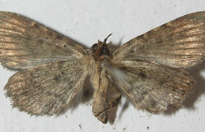 Figura 14. Adulto de <i>Metalectra</i> Poole10DHJ02 (Erebidae). Vista ventral, 21 mm de longitud. Voucher: 10-SRNP-72473-DHJ539339.jpg.
