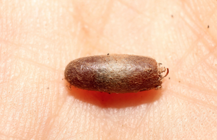 Figura 12. Momia larva <i>Metalectra</i> Poole10. Capullo del parásito de la familia Ichneumonidae, Dusona INB-607. Vista dorsal. Foto 27 Octubre 2013. Voucher: 10-SRNP-72475-DHJ498402.jpg.