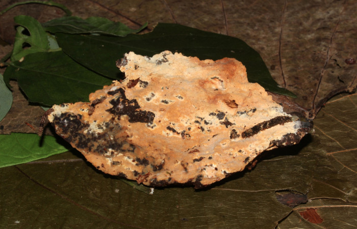 Figura 6. Larva de <i>Metalectra</i> Poole10 (Erebidae). Visto lateral, penúltimo estadio 21 mm. Un pedacito de madera donde esta creciendo el hongo. Voucher: 19-SRNP-30964-DHJ765288.jpg. Foto: Freddy Antonio Quesada 21 junio 2019. Quesada