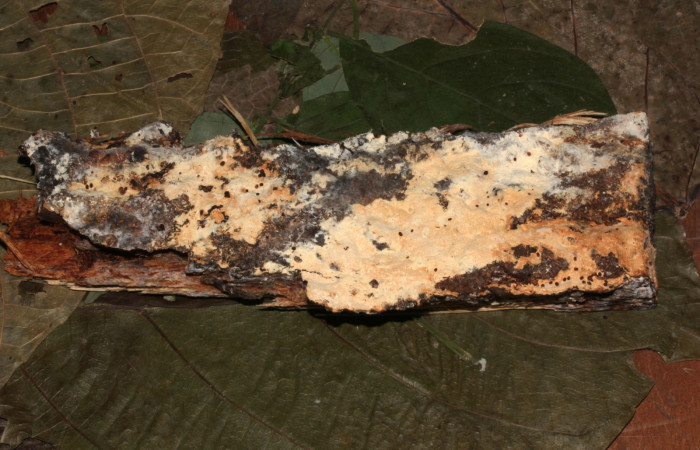 Figura 5. Habitat larva de <i>Metalectra</i> Poole10 (Erebidae). Visto dorsal del hongo. Un pedacito de madera donde esta creciendo el hongo. Voucher: 19-SRNP-30964-DHJ765288.jpg. Foto: Freddy Antonio Quesada 25 junio 2019. 