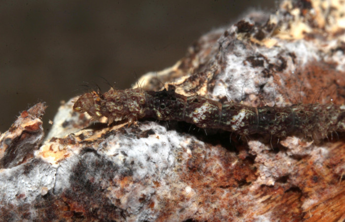 Figura 8. Larva de <i>Metalectra</i> Poole10 (Erebidae). Vista lateral, penúltimo estadio 21 mm. Voucher: 19-SRNP-30964-DHJ765292.jpg. Foto: Freddy Antonio Quesada 25 junio 2019.
