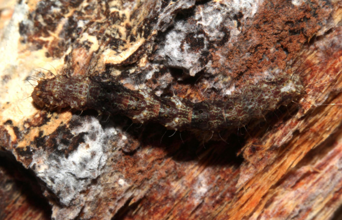Figura 7. Larva de <i>Metalectra</i> Poole10 (Erebidae). Vista dorsal, penúltimo estadio 21 mm. Voucher: 19-SRNP-30964-DHJ765293.jpg. Foto: Freddy Antonio Quesada 25 junio 2019.