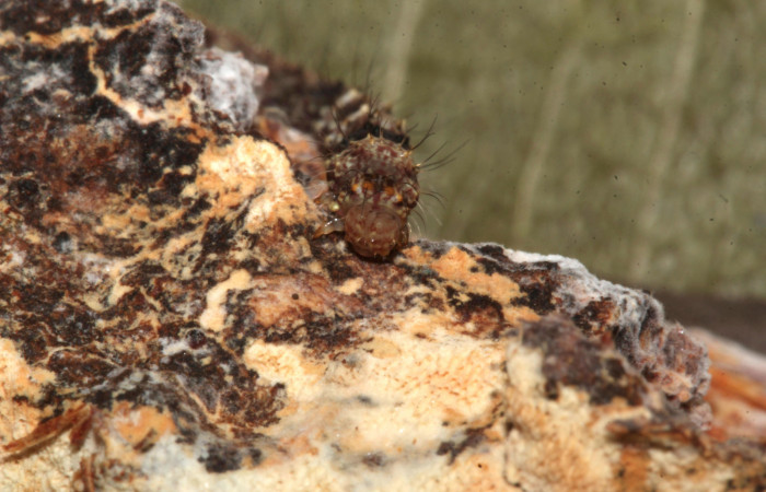 Figura 9. Larva de <i>Metalectra</i> Poole10 (Erebidae). Cabeza de frente, penúltimo estadio 21 mm. Voucher: 19-SRNP-30964-DHJ765294.jpg. 
Foto: Freddy Antonio Quesada 25 junio 2019. 