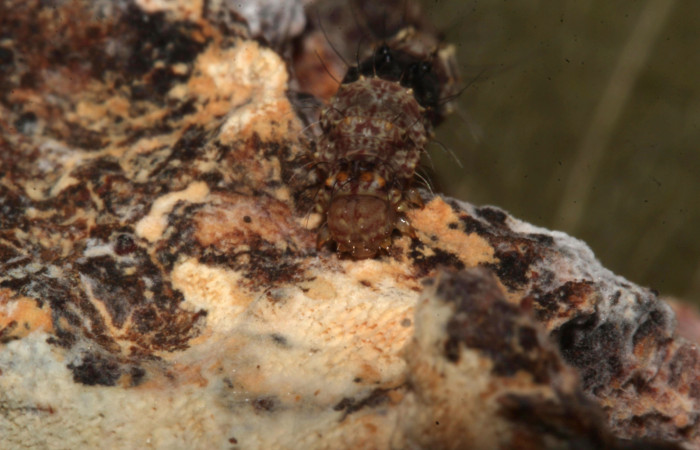 Figura 10. Larva de <i>Metalectra</i> Poole10 (Erebidae). Cabeza de frente, penúltimo estadio 21 mm. Voucher: 19-SRNP-30964-DHJ765297.jpg. 
Foto: Freddy Antonio Quesada 25 junio 2019. 