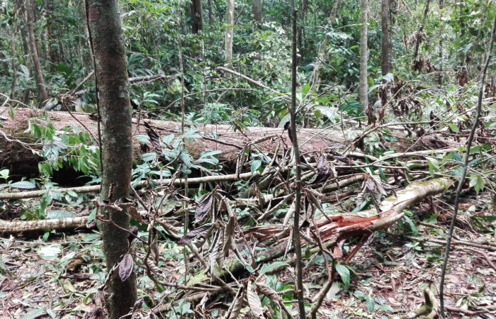 Figura 2. Arbol destrozado por la Tormenta Nate. Por la velocidad de sus vientos, Nate hizo que estos árboles sucumbieran a su fuerza. Foto 12 Octubre 2017.