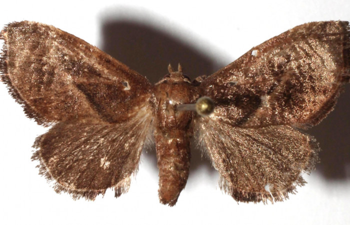 Fig. 1 Adulto vista dorsal <i>Natada michorta</i> (Limacodidae), mide 27mm Sendero Bromelias. Sector Rincon Rain Forest, 410 m. 16-SRNP-27625- DHJ933298.