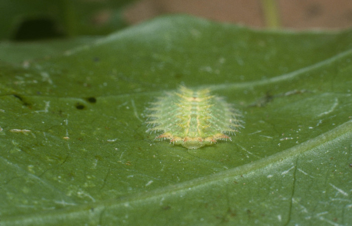 Fg.3. Larva <i>Natada michorta</i> (Limacodidae), mide 12mm Sendero Guayabal. Sector Cacao, 500 m. 04-SRNP-49706-DHJ87445.