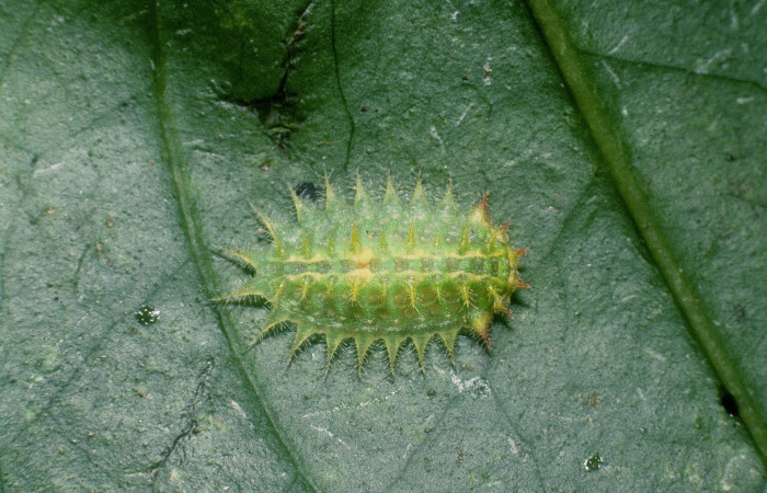 Fg.4. Larva <i>Natada michorta</i> (Limacodidae), mide 12mm, Sendero Guayabal. Sector Cacao, 500 m. 04-SRNP-49706-DHJ87446.