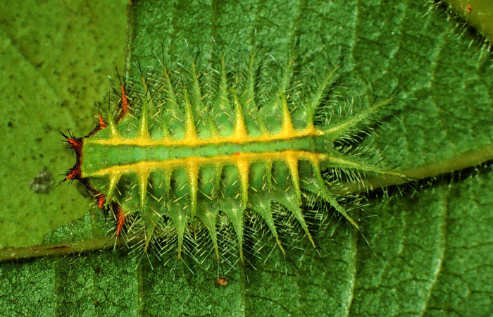 Fg.5 larva dorsal <i>Natada michorta</i> (Limacodidae), mide 11mm, Sendero Circular. Sector Cacao, 1080 m. 97-SRNP-1179-DHJ40991.