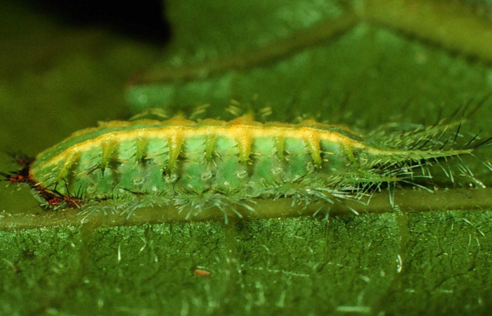 Fg.6 larva <i>Natada michorta</i> (Limacodidae), mide 11mm Sendero Circular. Sector Cacao, 1080 m. 97-SRNP-1179-DHJ40994.