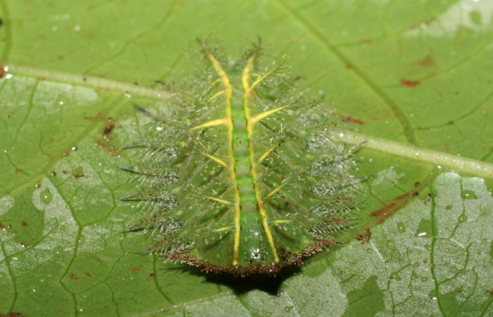 Fg.7. larva <i>Natada michorta</i> (Limacodidae), mide 20mm, Sendero Arenales. Sector Cacao, 1080 m. 06- SRNP-36609-DHJ416794.