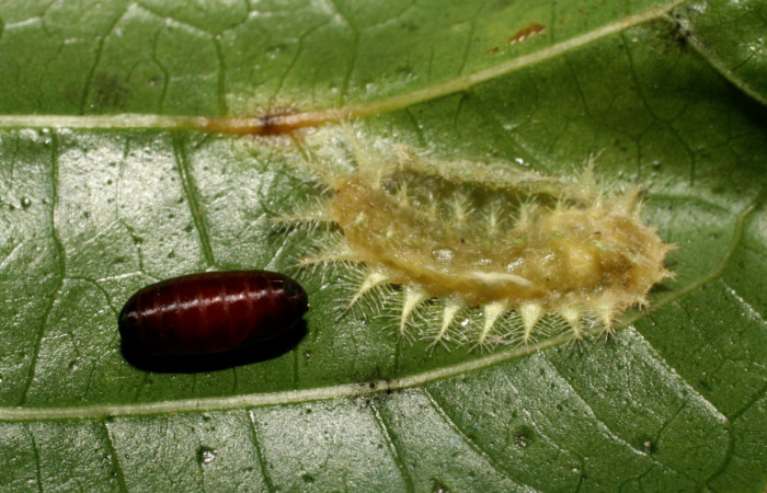 Fg.9. Pupario de parásito <i>Itaplectops akselpalolai</i> (Tachinidae) se alimento larva <i>Natada michorta</i> (Limacodidae), Sendero Arenales. Sector Cacao, 1080 m. 08-SRNP-32765-DHJ449147.