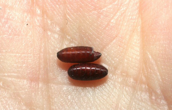 Fg.10. Puparios de parásito <i>Itaplectops akselpalolai</i> (Tachinidae) se alimento larva <i>Natada michorta</i> (Limacodidae), Sendero Arenales. Sector Cacao, 1080 m.07-SRNP-41902- DHJ452868.